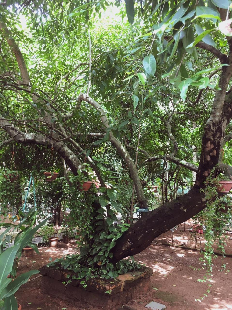 Palm Grove Service Villa Kochi Exterior foto